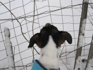 Fenced in? Or fenced out...