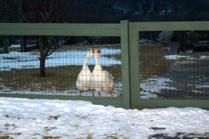 Honk if you like geese.