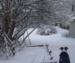 Heathcliff, I feel your pain.