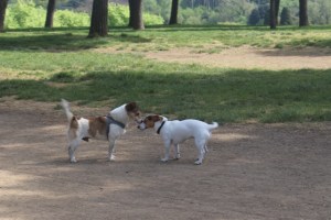 Not a leash in sight